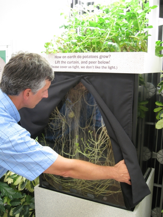 Potato Growing Display